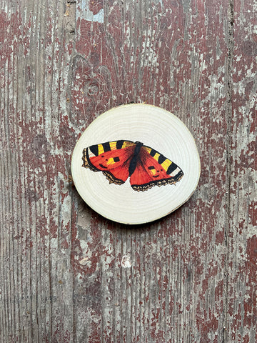 Wandbild Birke Schmetterling Füchschen