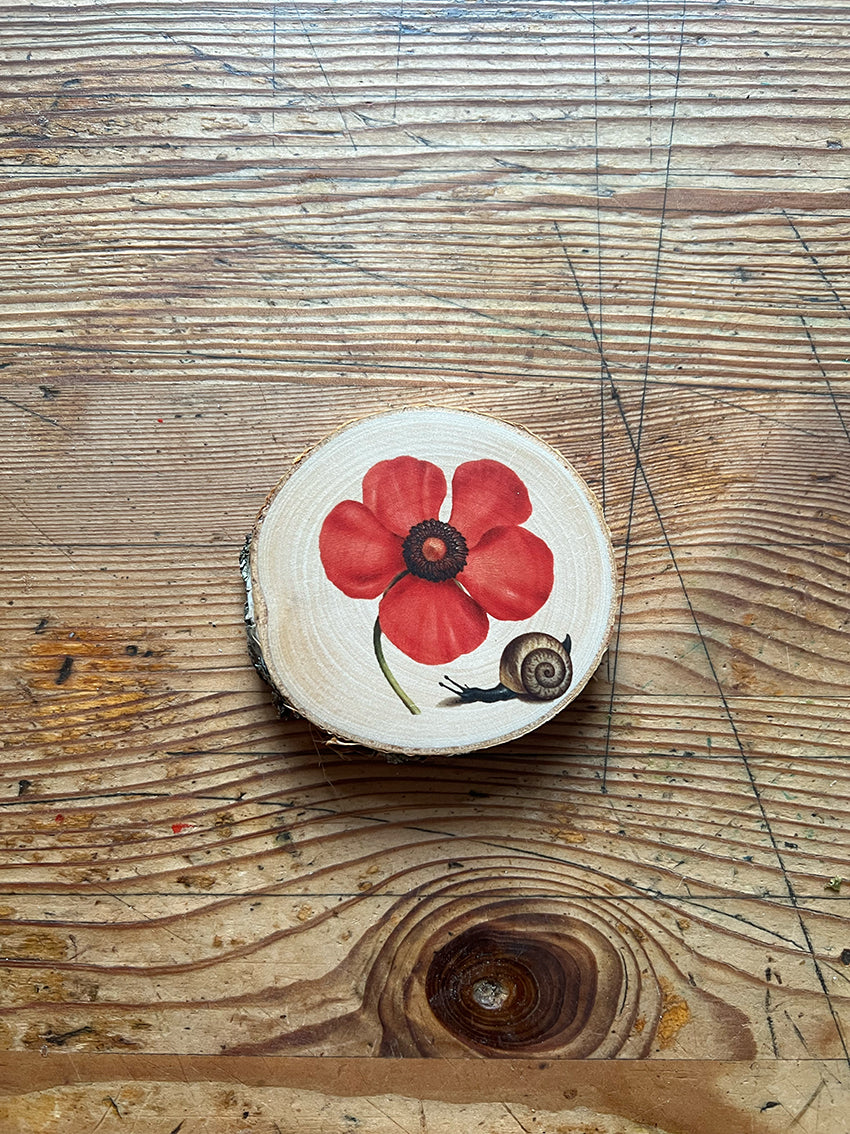 Wandbild Birke Mohnblume Schnecke