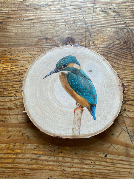 Wandbild Eisvogel